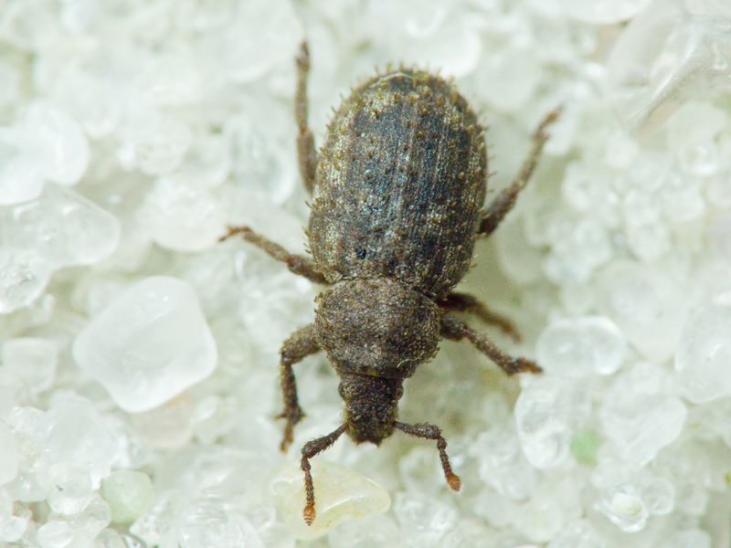 Trachyphloeus spinimanus Germar, 1824